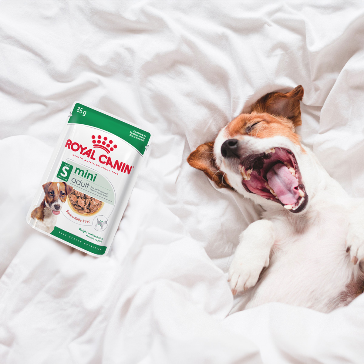 Cute,dog,sleeping,and,yawning,on,bed,,white,sheets.morning