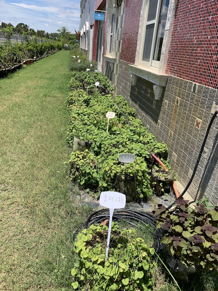 室外的「香料之路」，栽植無毒農產品，落實環境永續理念的草生栽培。（圖/記者陳惲朋攝）