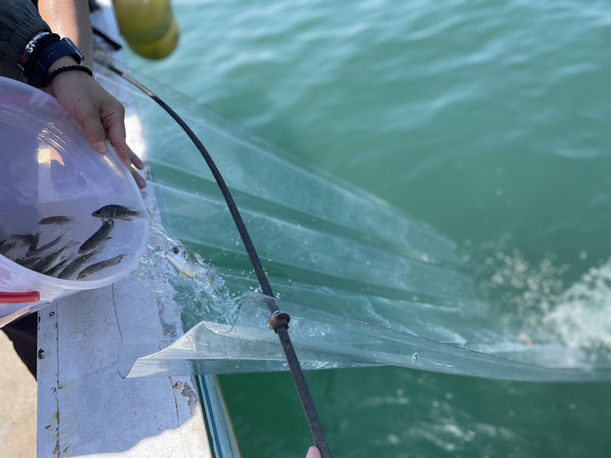 ▲魚苗船放以魚梯將魚苗滑入海。(圖/中市府提供)