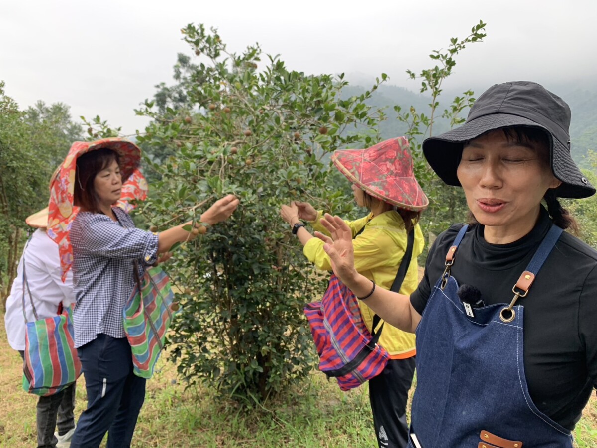 嘉義「琪」女子邱婉琪4年前不畏艱難的砍除滿山坡地的檳榔樹，改種有「東方橄欖油」美譽的苦茶樹，辛苦經營產值翻轉30倍，成就傲人！（圖/記者陳惲朋攝）