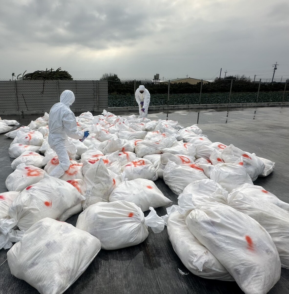 SQ12276 2芳苑鄉蛋雞場爆新型H5N1禽流感