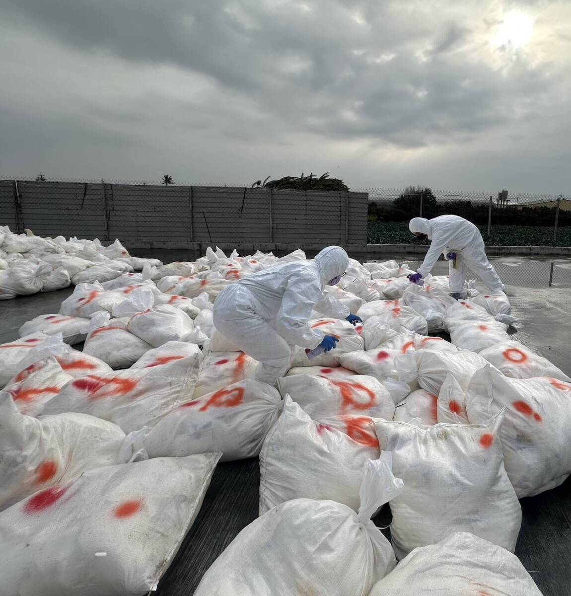 SQ12276 5芳苑鄉蛋雞場爆新型H5N1禽流感