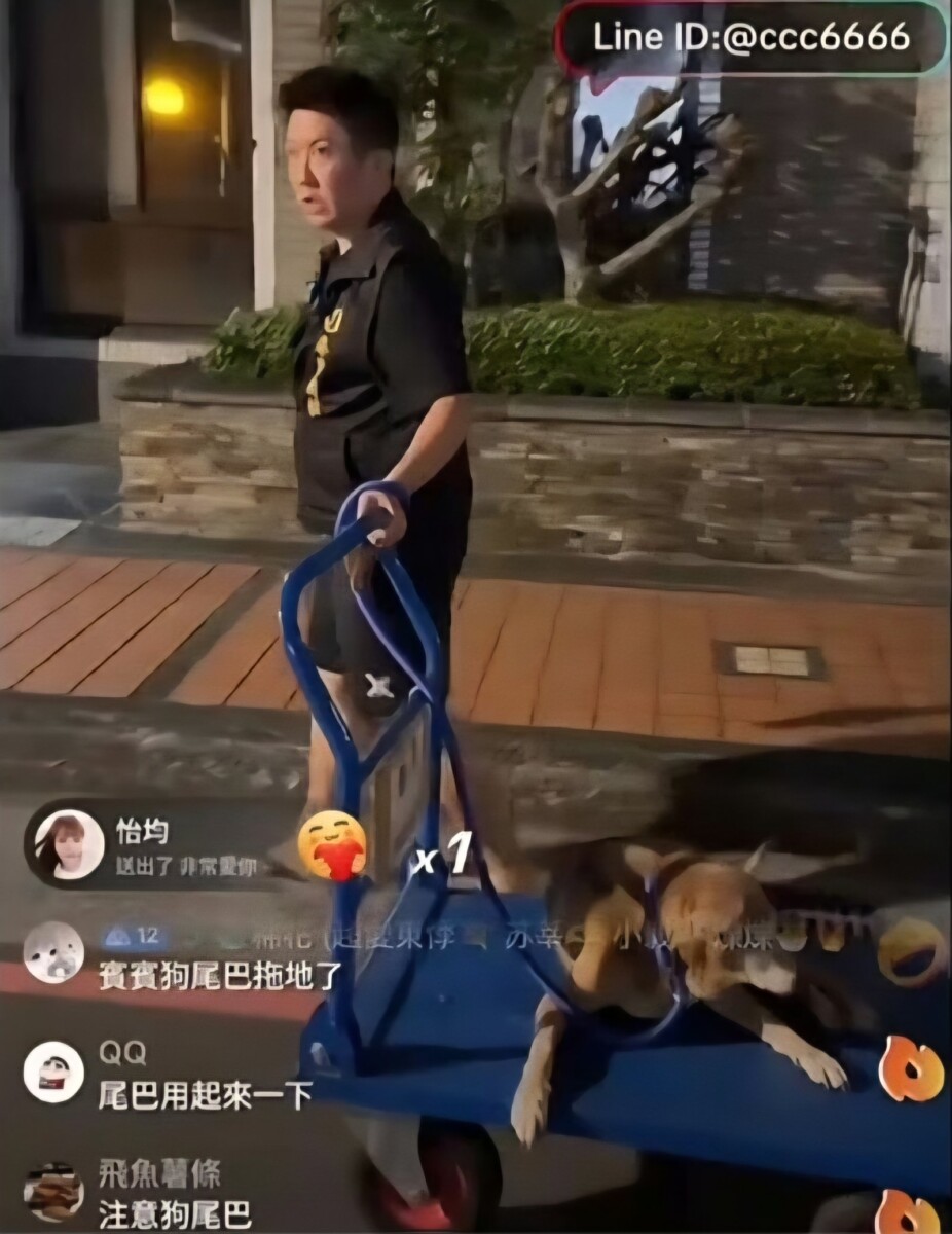 賓賓哥用推車載著流浪狗的直播畫面博取到粉絲們的愛心流量。(影像自抖音社群網站)。