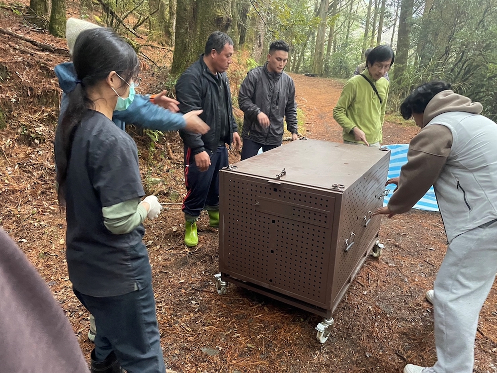 林業保育署嘉義分署與阿里山鄒族部落居民密切合作下，成功捕捉該侵擾黑熊，並經獸醫師檢查確認健康無虞後，立即裝箱載運至遠離部落的地點成功野放。（圖/林保署提供）