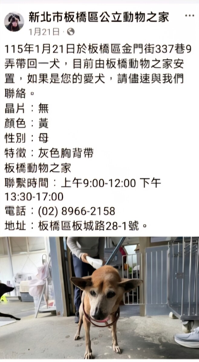 網友發現賓賓哥聲稱走失的流浪狗，已被附近的動物收容所捕捉回動物收容所。(影像自抖音社群網站)。