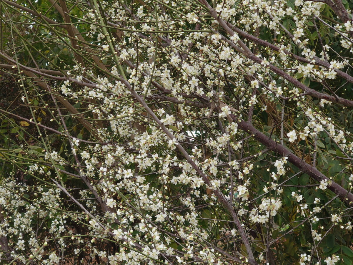 7f1ab08d800878ecda7b776865ed766d