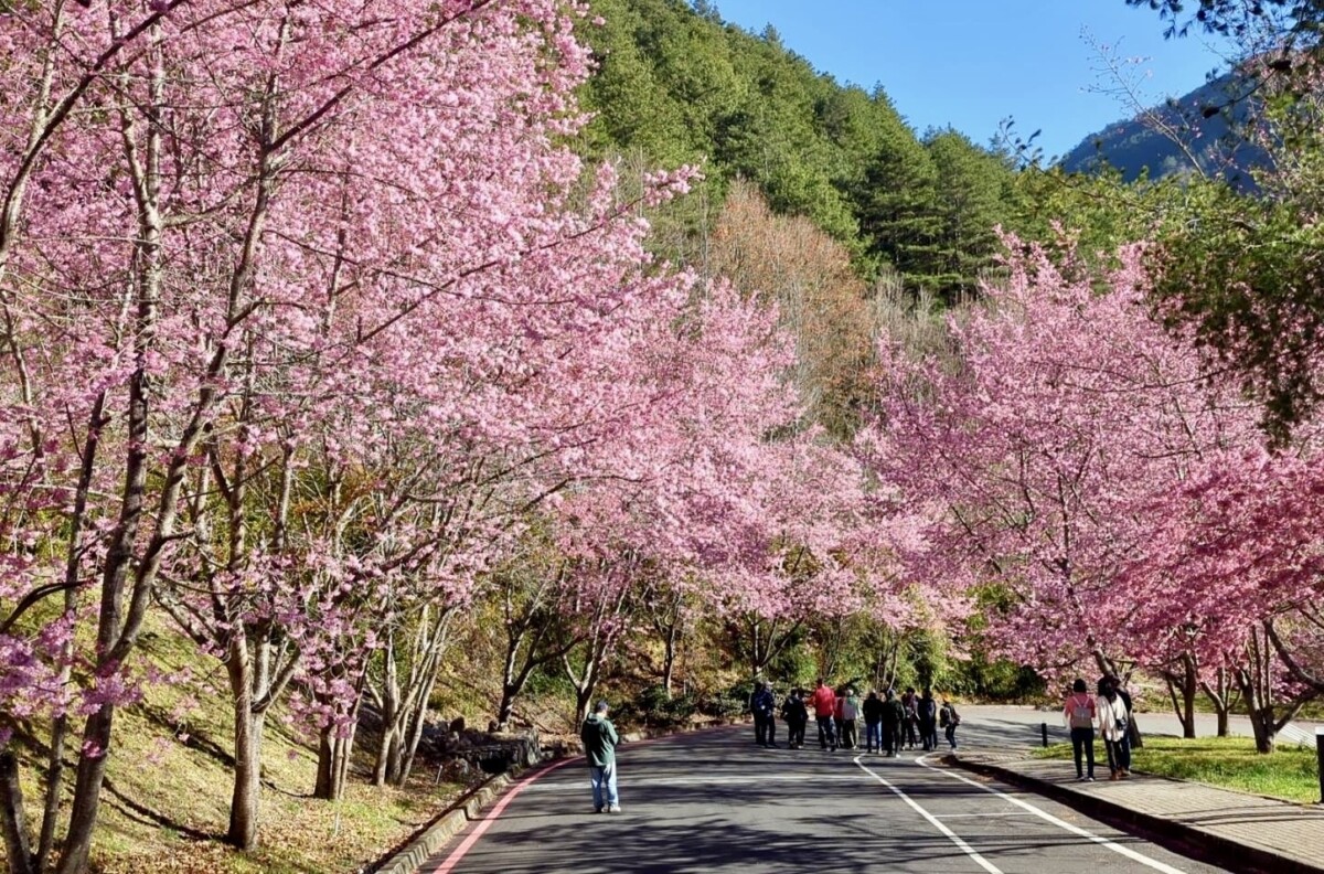 ▲中市府推出「台中Go時數套票X武陵櫻花季交通聯票」熱銷完售。(圖/記者顏淑娟翻攝))