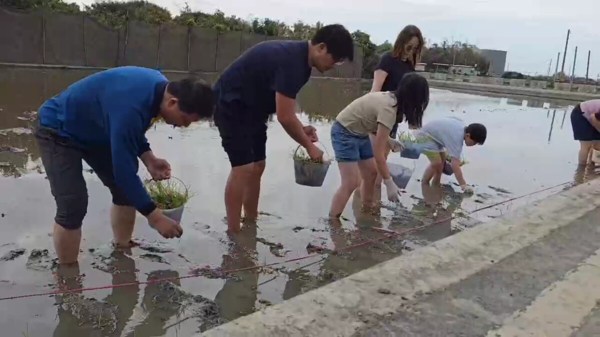 一場觀念革命　一秧一顒望　竹塘農會推廣單株植播