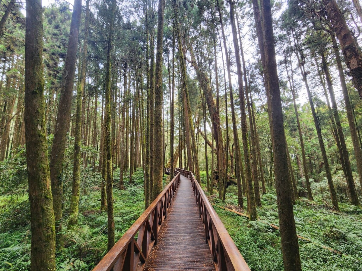 林業及自然保育署嘉義分署農曆春節連假，推薦民眾搭配高鐵聯票暢遊阿里山國家森林遊樂區，來嘉放慢腳步，輕鬆來趟「慢慢玩、深度看」。（圖／林保署嘉義分署提供）