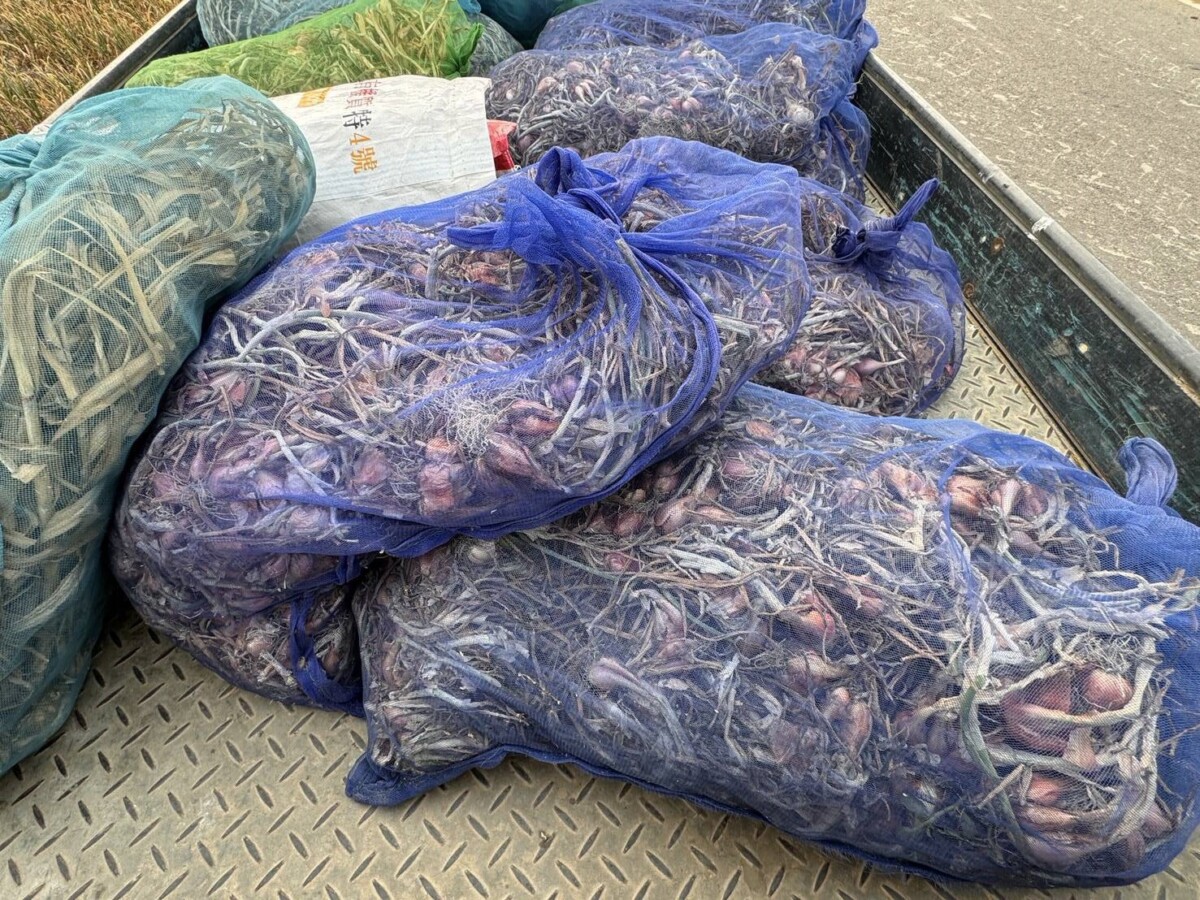 蒜頭將收成卻遭竊　虎尾警啟動護蒜專案強力掃蕩竊賊
