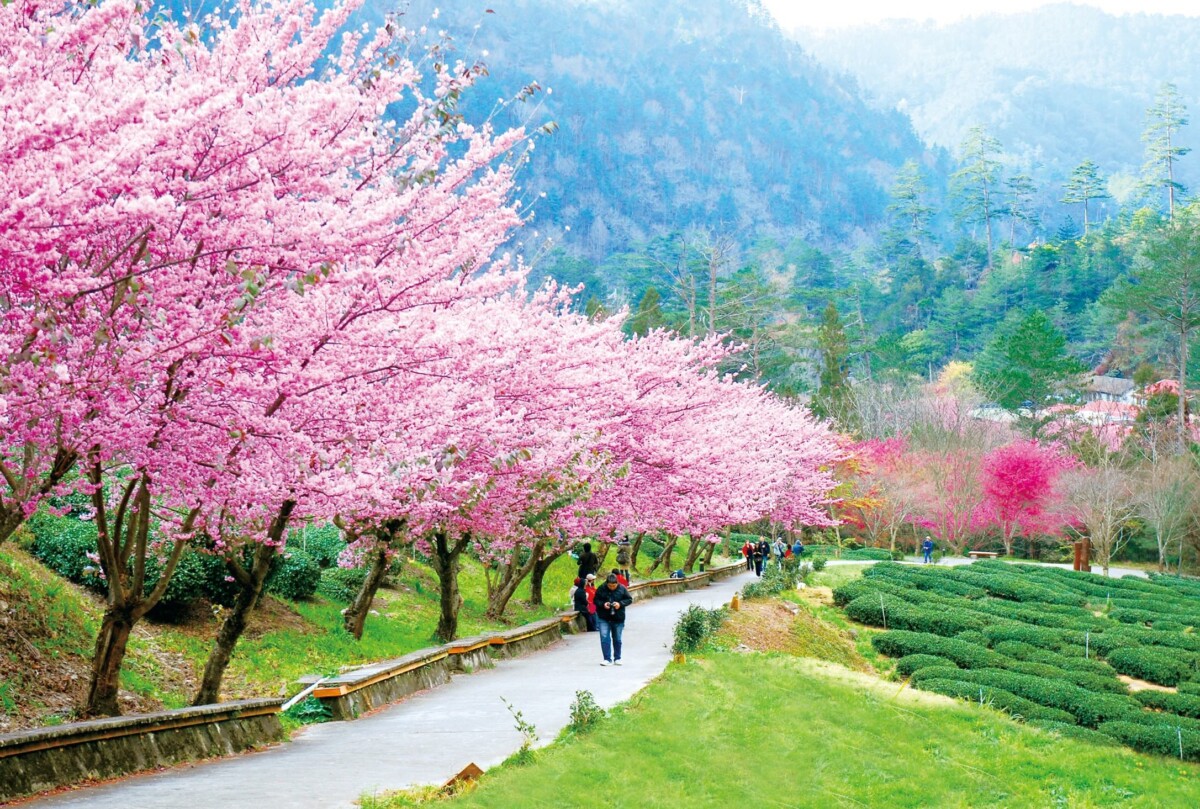 網羅85處浪漫景點   數位導航「台中賞花地圖」上線囉！