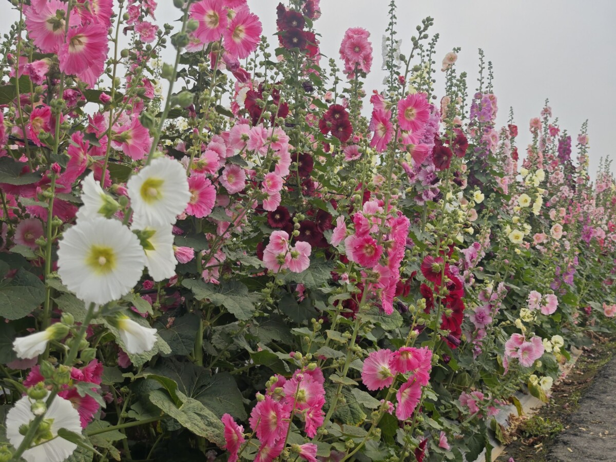 Ba45ff38f477e2e1872c2d322efea1ca