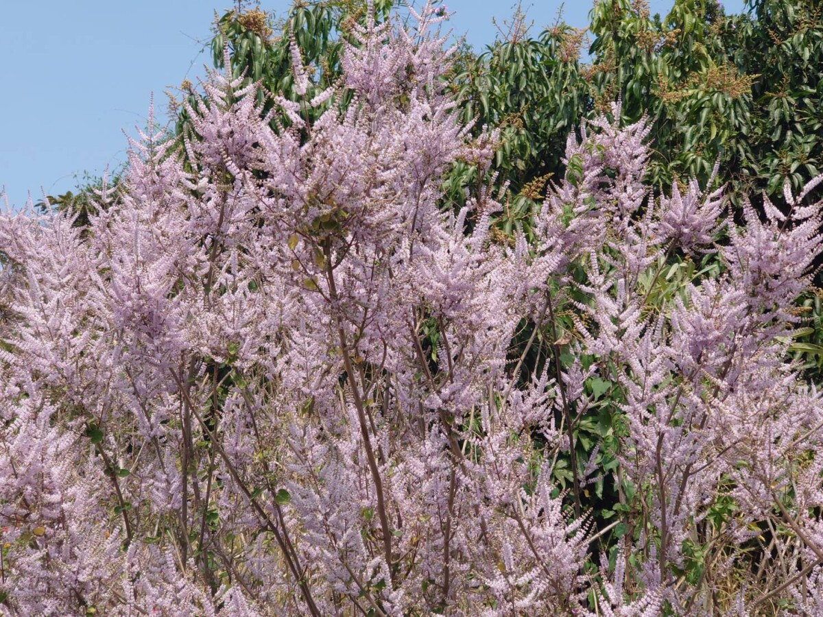 紫色風暴　花壇大嶺巷山頭被粉紫色花海覆蓋