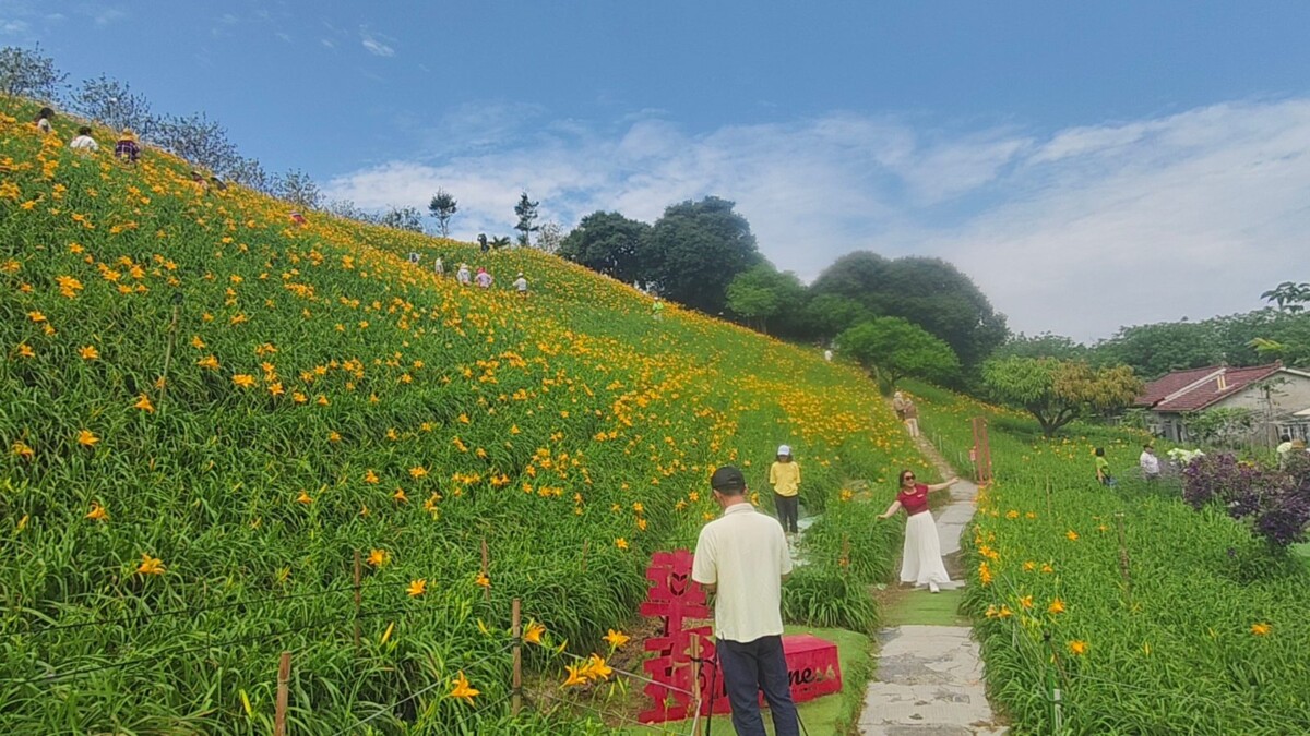 母親節最美風景　虎山巖金針花金黃滿山綻放