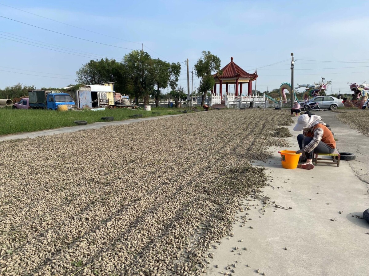 零關稅衝擊花生產業　雲林農怒喊恐被美國貨壓垮