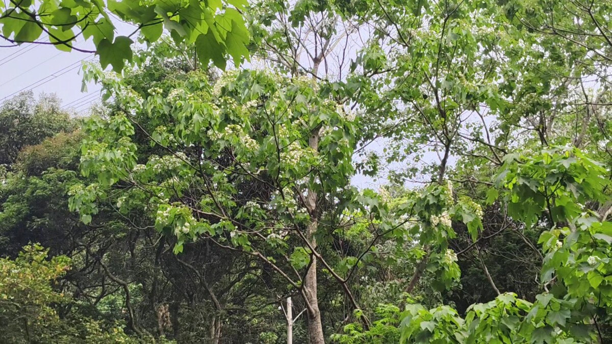 627eb0f58bf680b3ae2f705258738cc3