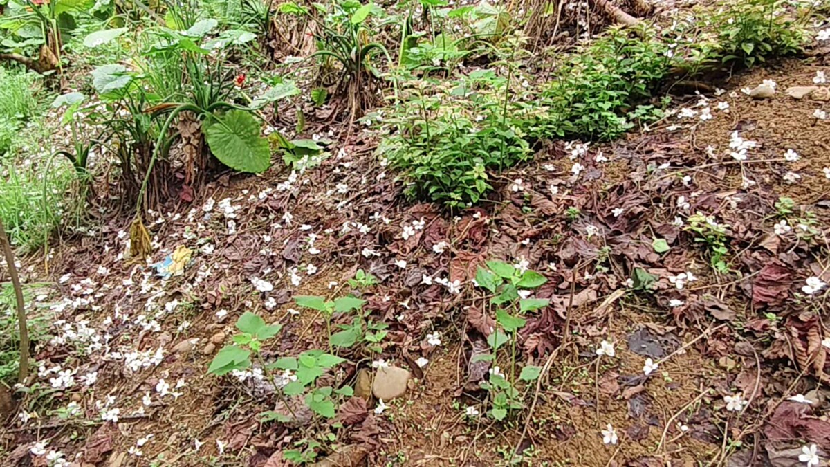 62ed110d0c187971559c16a2dae65d9c