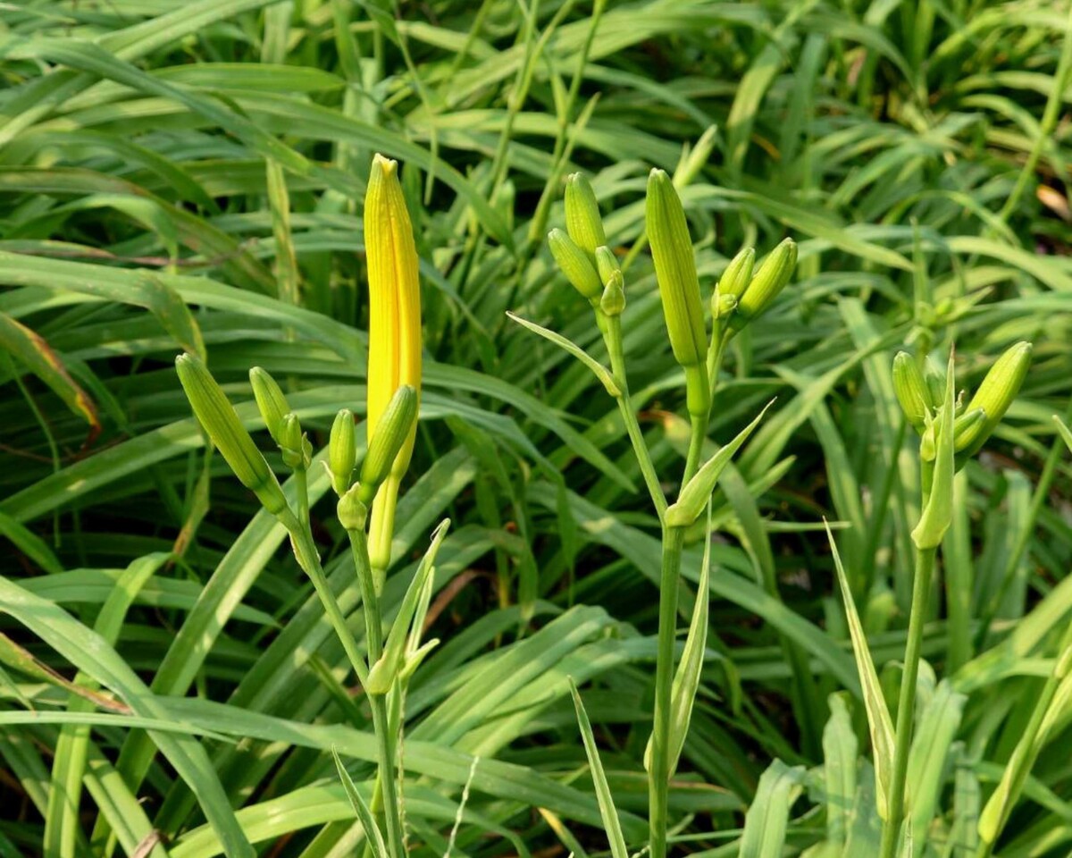 今年會幾朵一起開？虎山巖金針花引爆全網猜測