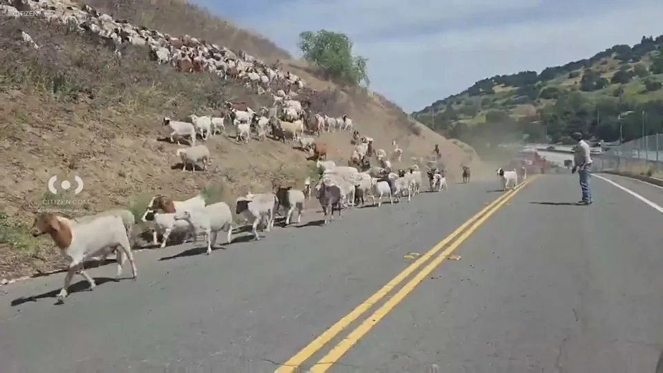 影／百隻山羊集體暴走衝上公路　加州街頭上演真實版塞車奇景