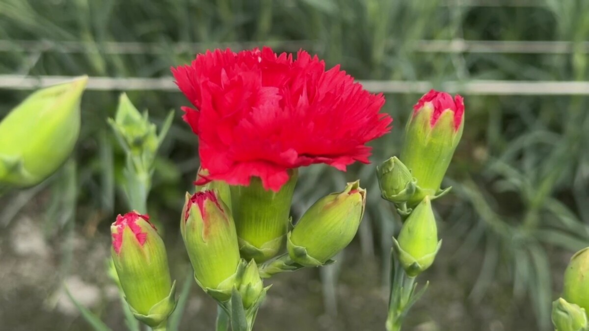 C4b90f8d8d552e38cc381e21848ac4a7