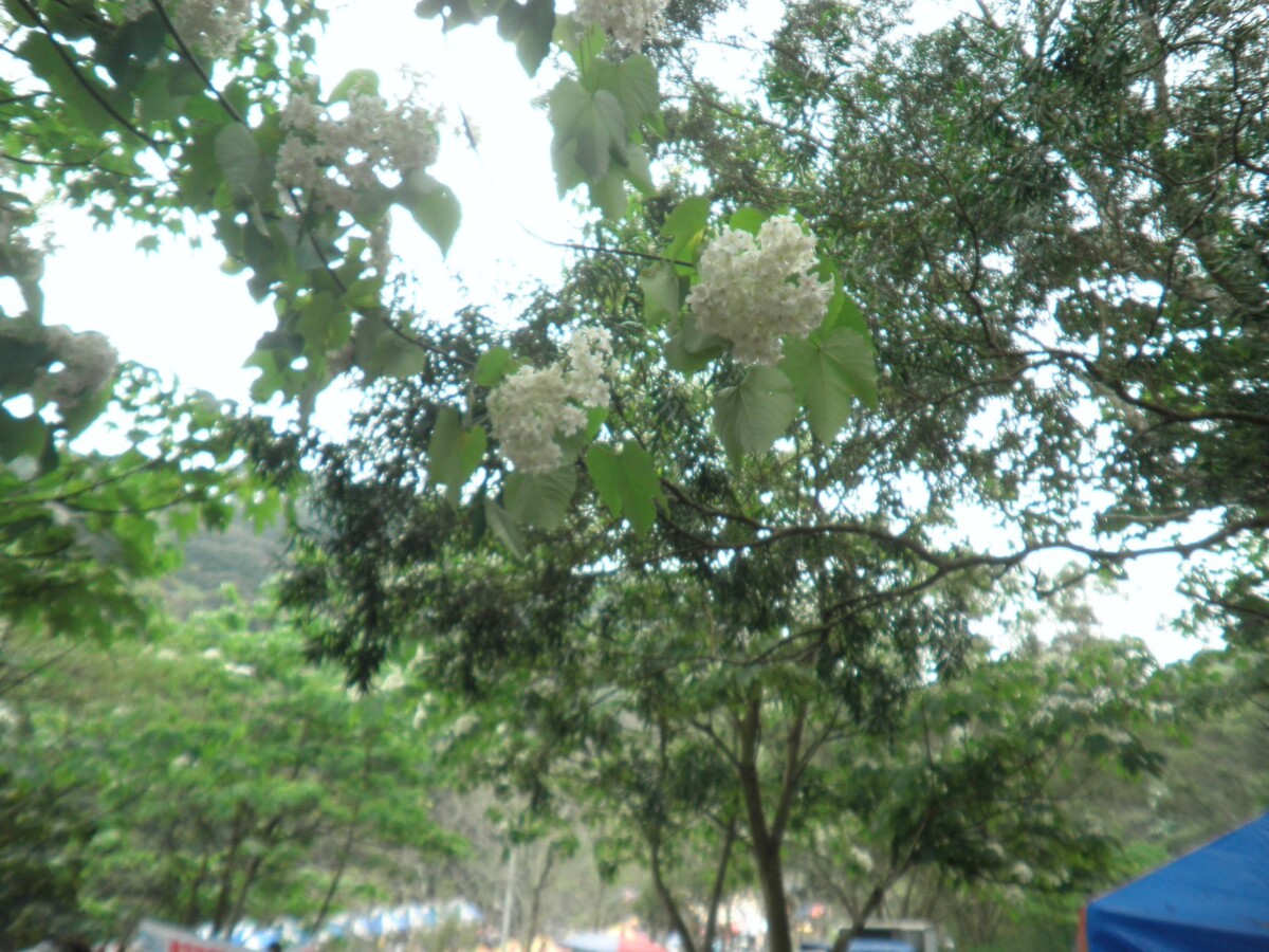 C4fc55b4eea79bca7ac881b6d59b6810