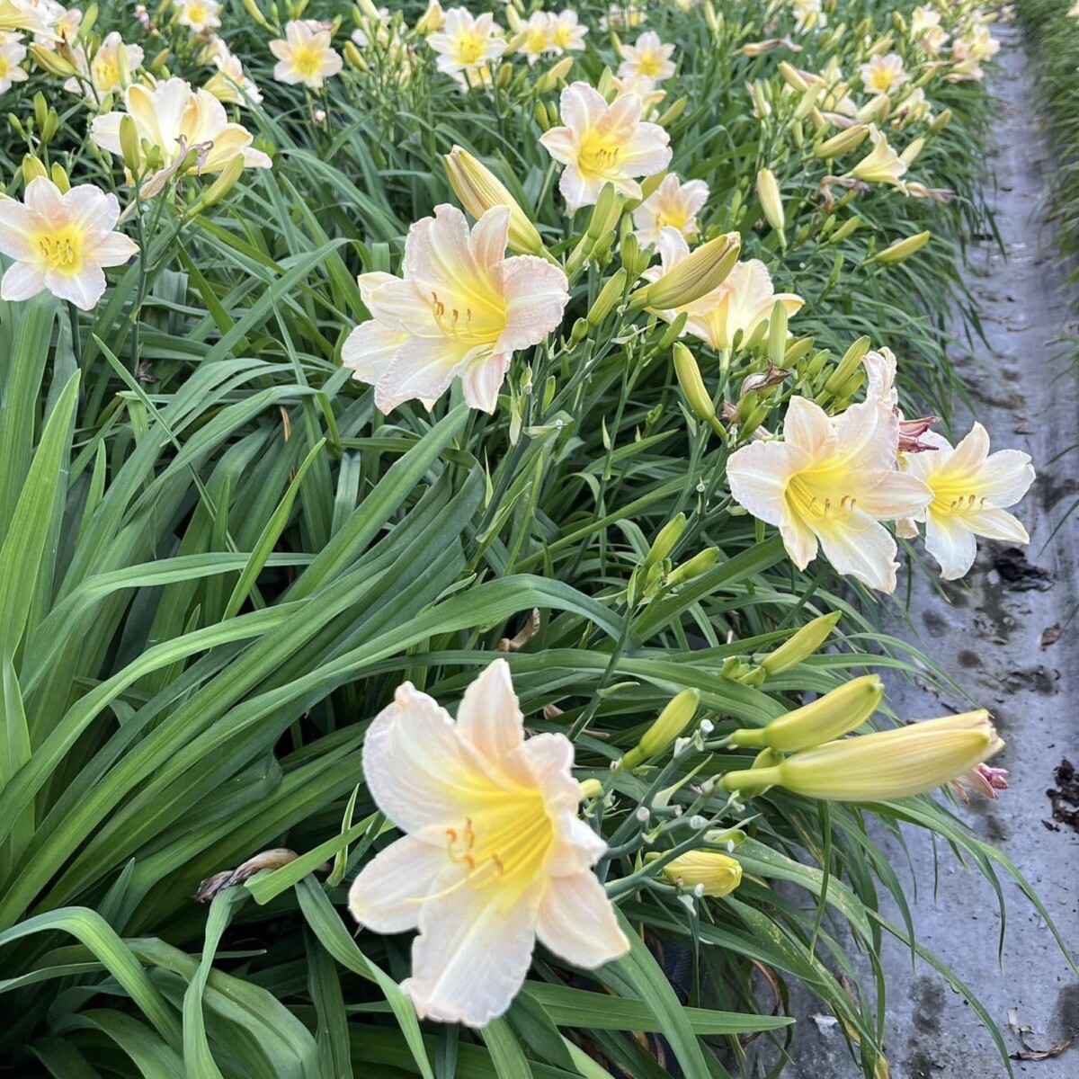 Cc68c8086ddd1c9e3cd2642fdd1d8e26