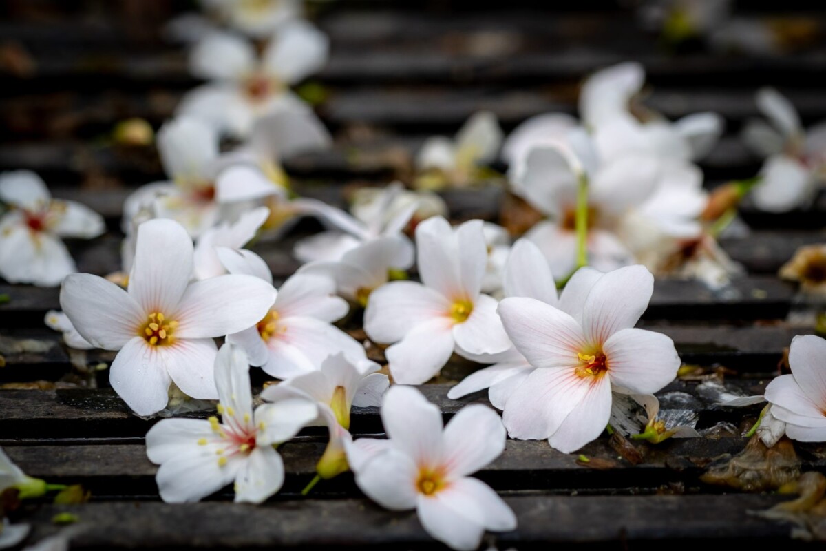 Cd8b7cbad8498c757fbc8d33024f516e