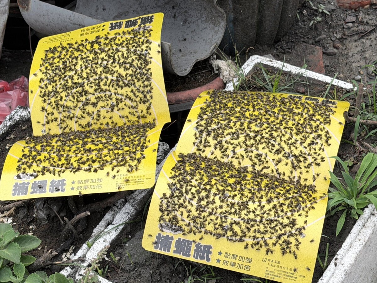 「拜祖先變拜蒼蠅？」溪州鄉雨神大軍入侵
