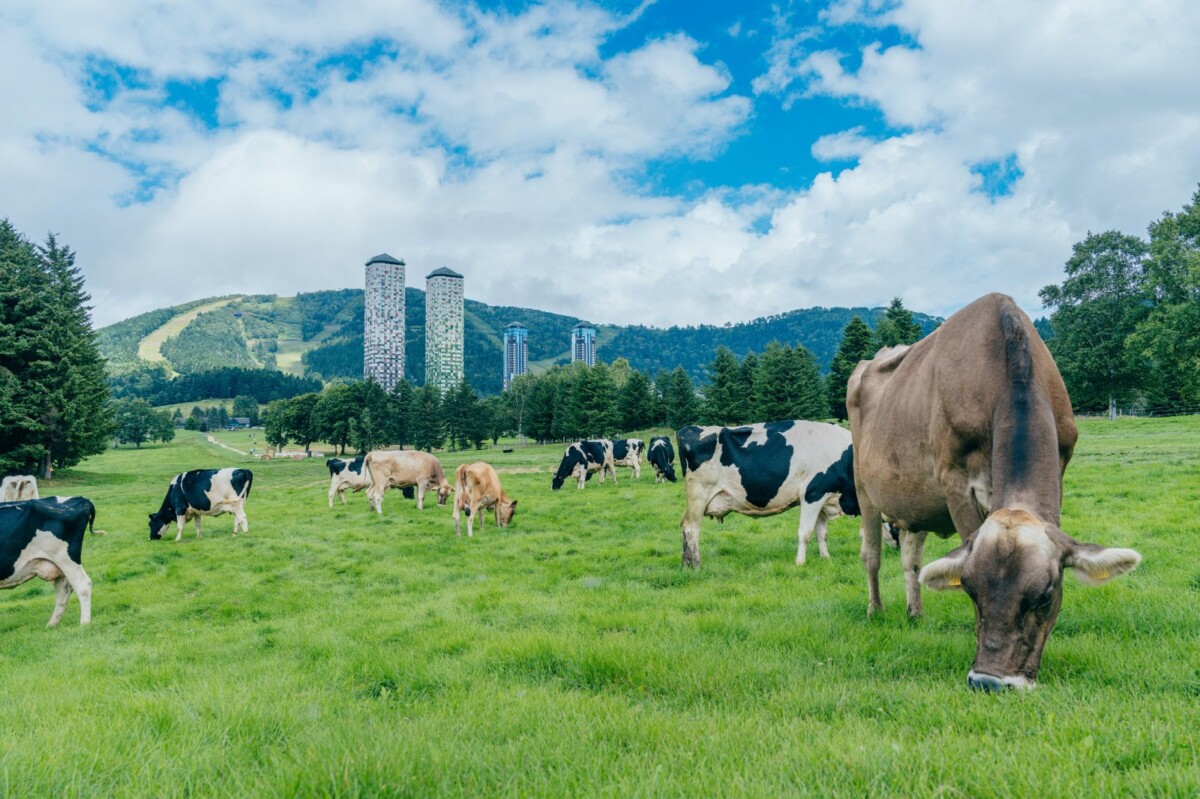 E55a4ac2ad1638416e9964f7767ae8d8