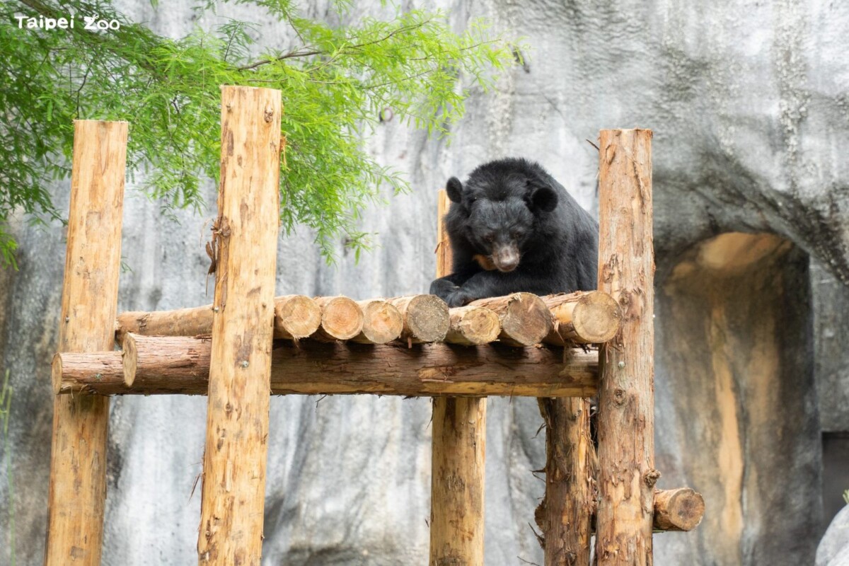 台北動物園黑熊「貝兒」住豪宅！新棲架曝光萌樣全被拍