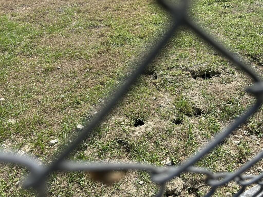 基隆火車站爆鼠患危機　草地驚見5鼠竄行像老鼠窩