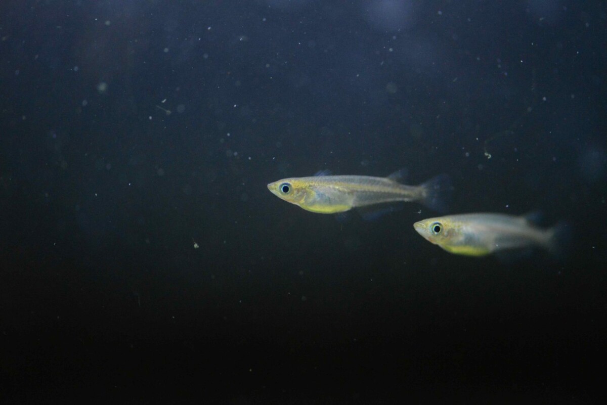 新北攜手日台學者復育青鱂魚　北勢溪展開跨國保育行動