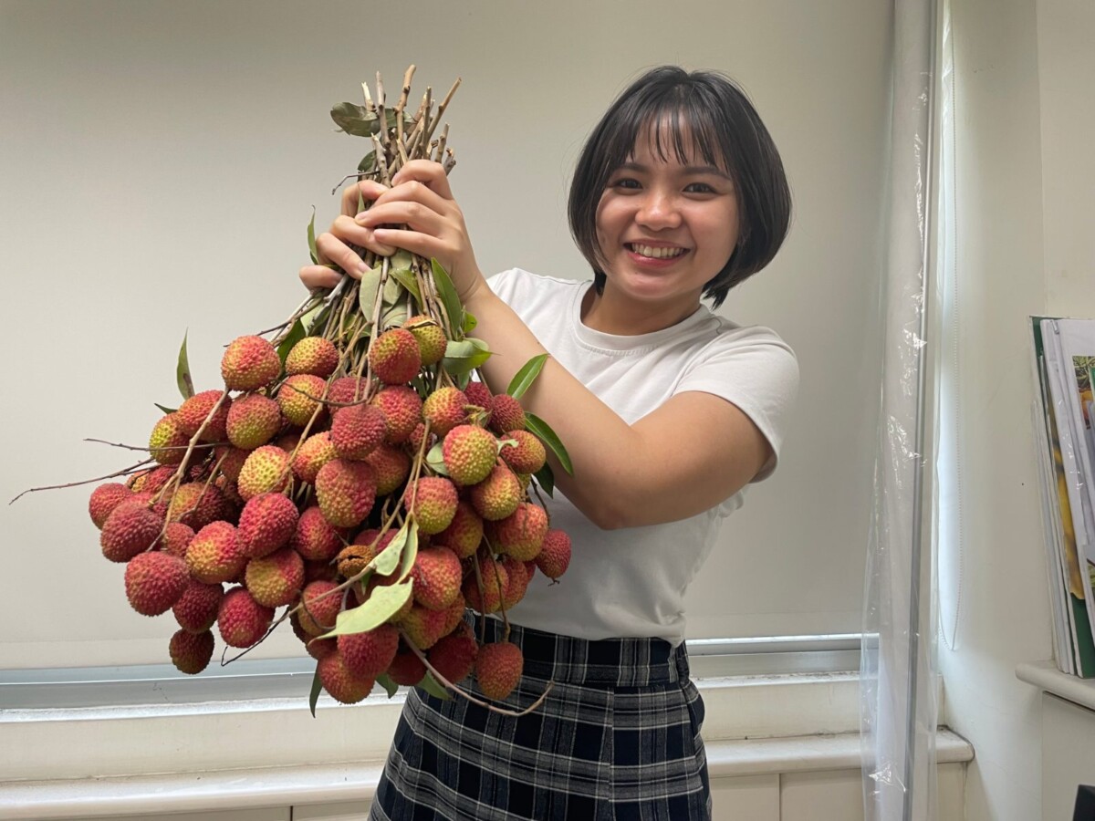 高雄玉荷包限時開賣　高雄首選搶攻夏季甜果商機
