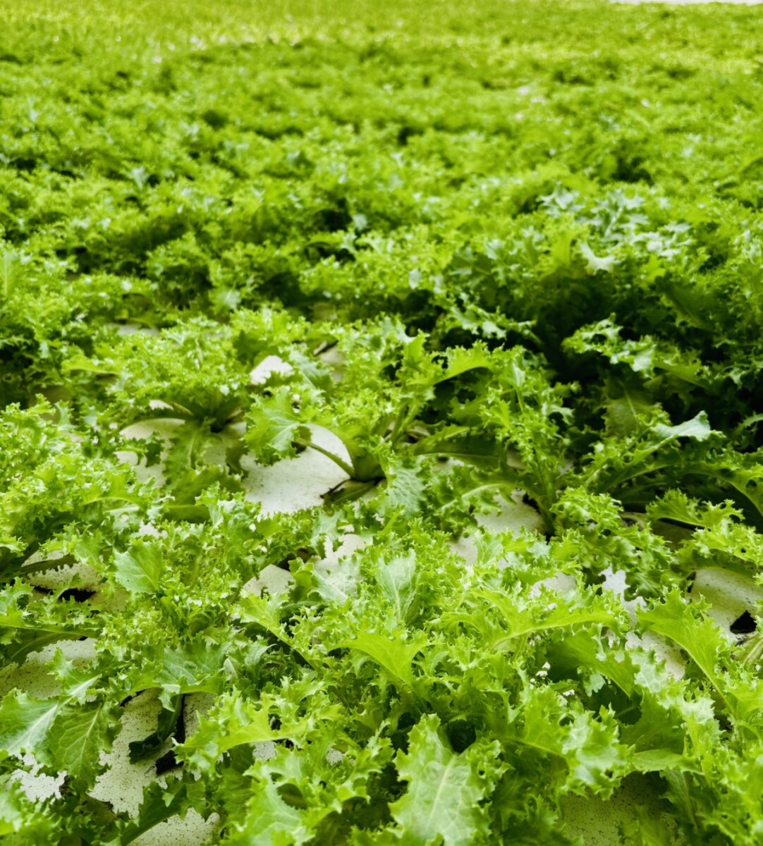 農業部秀智慧水耕成果　葉菜產量提升30％受矚目