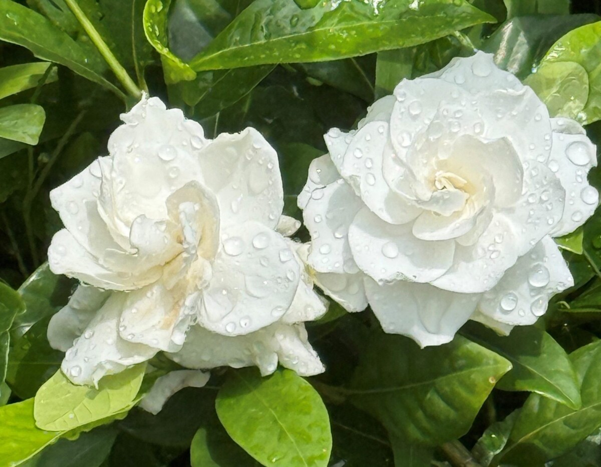 初夏限定花海登場　圓山園區化身台北最美賞花秘境