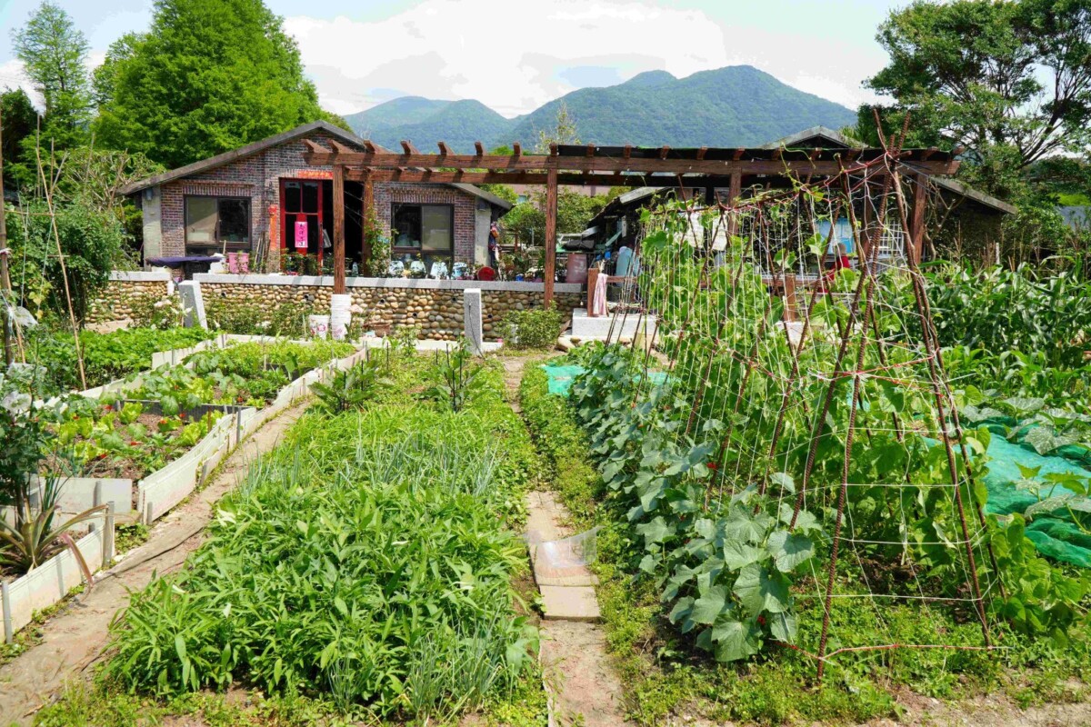 淡水忠寮社區升級農園　兼具休憩教育新亮點