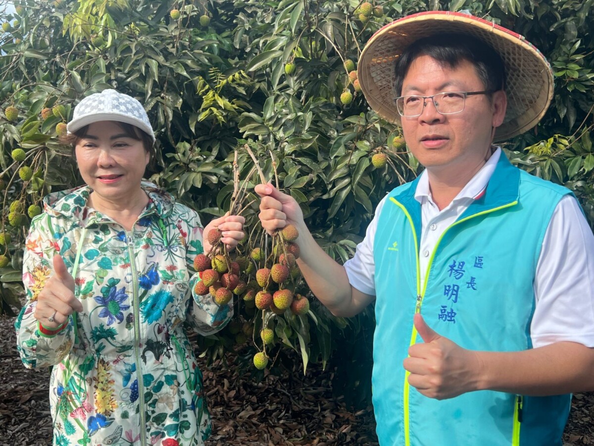 大樹區長楊明融（右）走入玉荷包果園關心產況，手持當季新鮮採收玉荷包，為2026高雄鳳荔季活動宣傳暖身。（圖／資料照片）