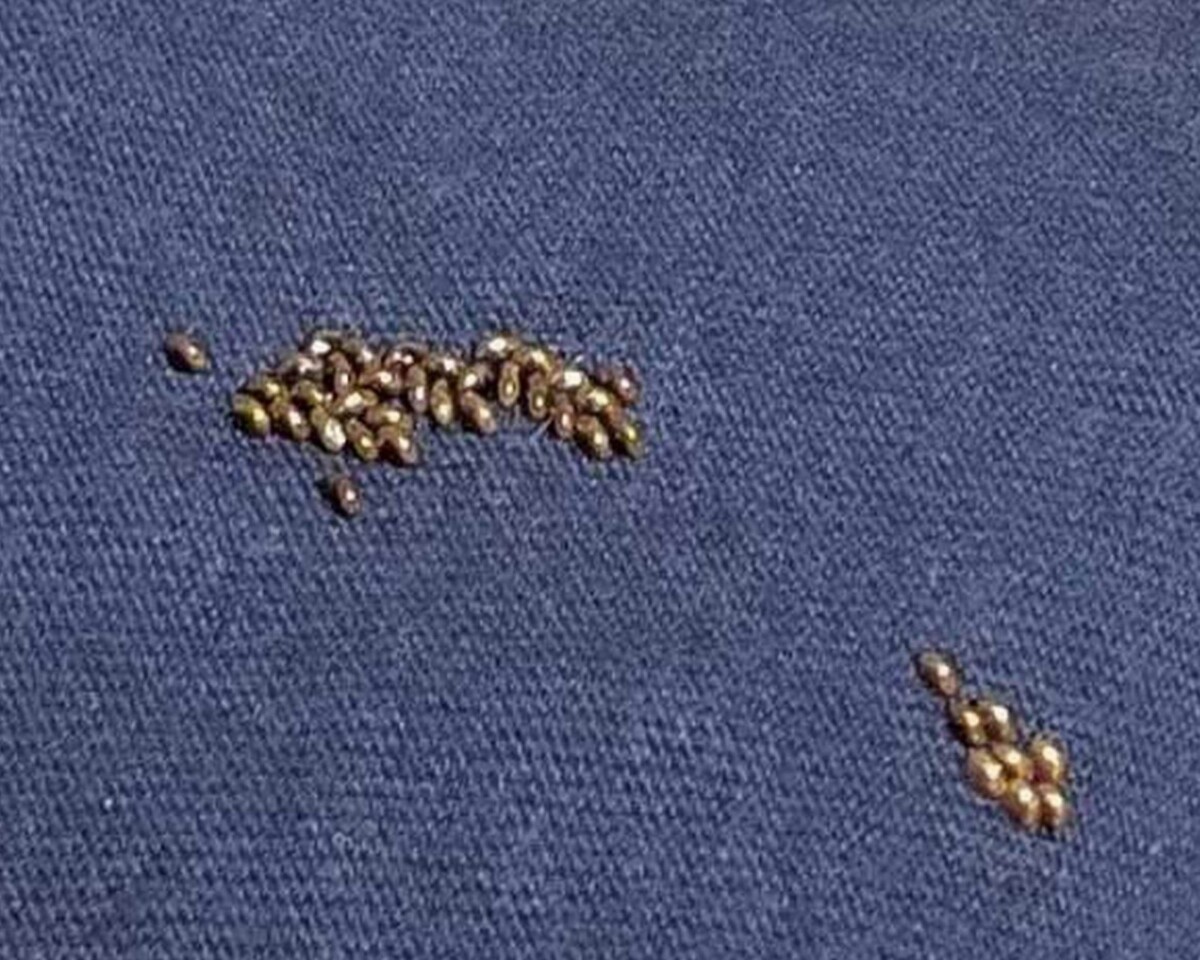 網友看傻：這是黃金？其實是恐怖蟲卵