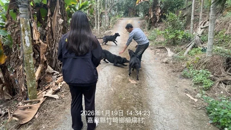 竹崎果園犬群失控遊蕩惹民怨　飼主屢勸不聽重罰5萬3千元