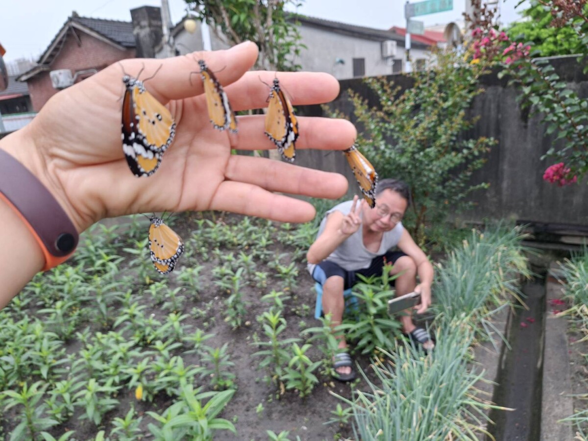 老厝驚見「寶石牆」　百顆蝶蛹掛滿圍牆超夢幻