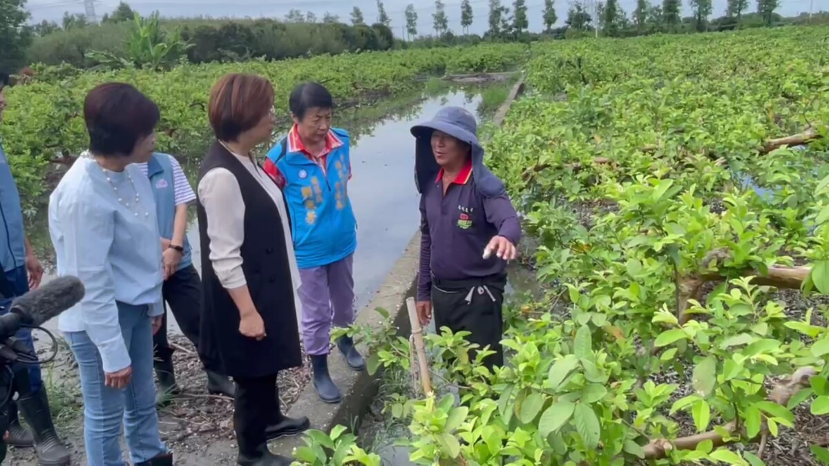 豪雨灌爆溪州芭樂園　王惠美：盼擴大天災救助