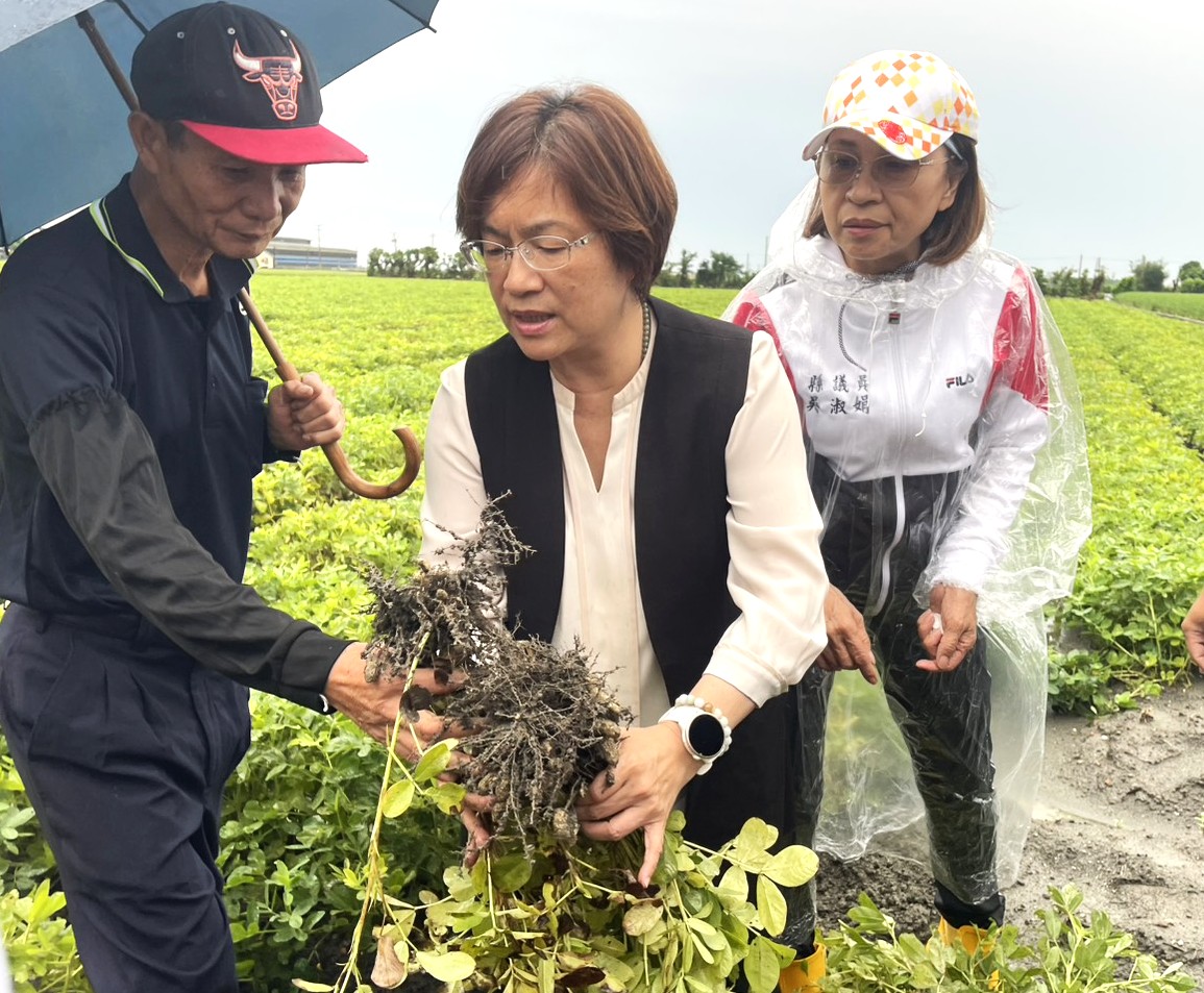 花生發芽、腐爛災情擴大　王惠美勘災啟動救助申請