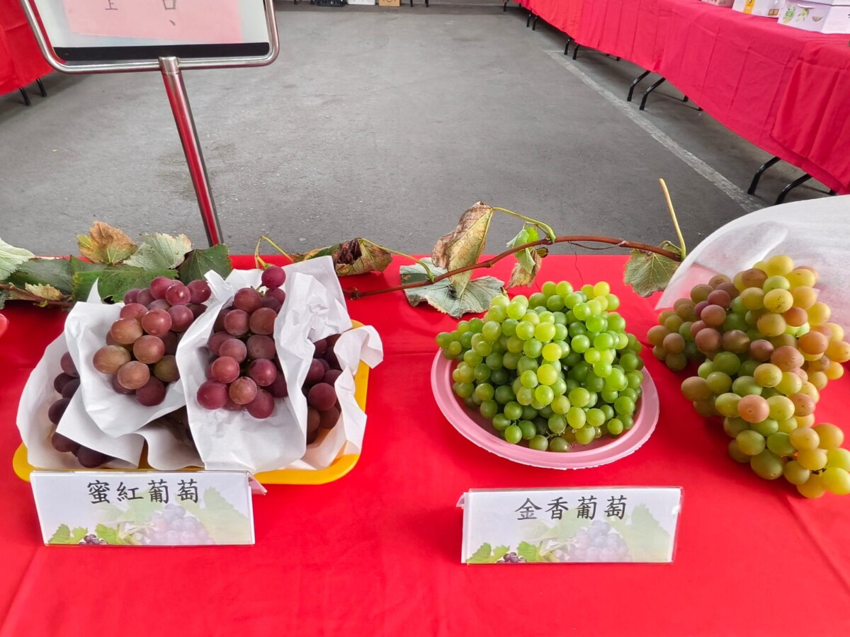紫金葡萄季登場　葡萄故鄉大村行銷在地好滋味