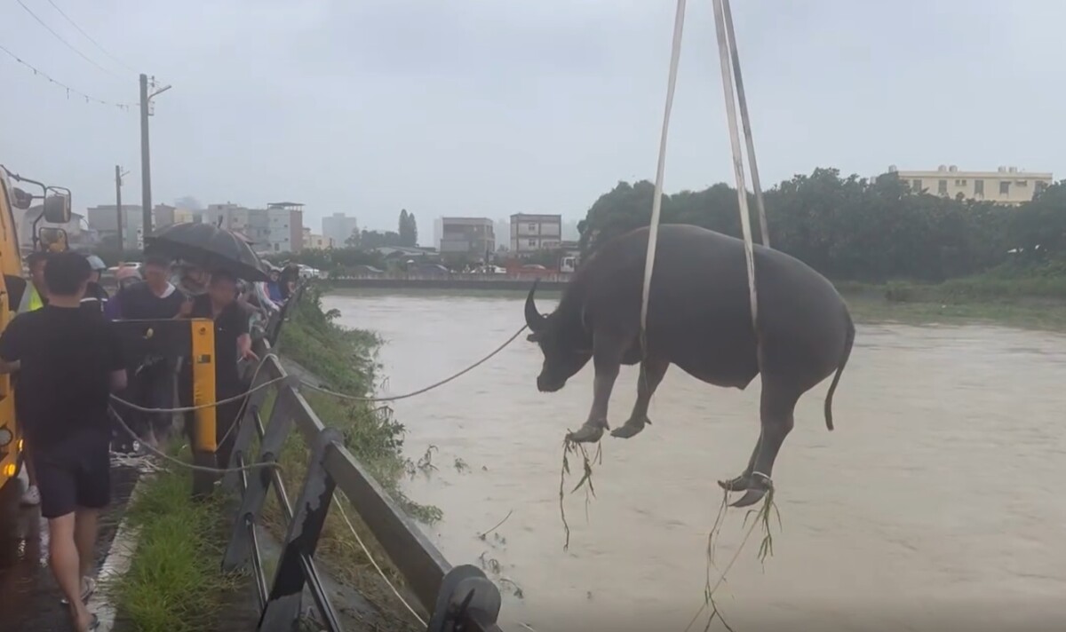 牛牛陸海空驚險奇遇記！竹北豪雨困溪中　吊車搶救全網揪心