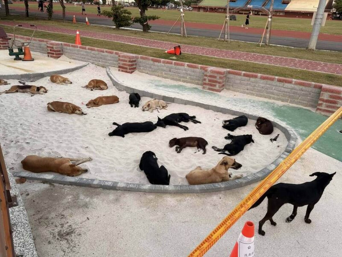 鹿港運動公園連傳犬隻攻擊　晨運民眾遭圍咬受傷