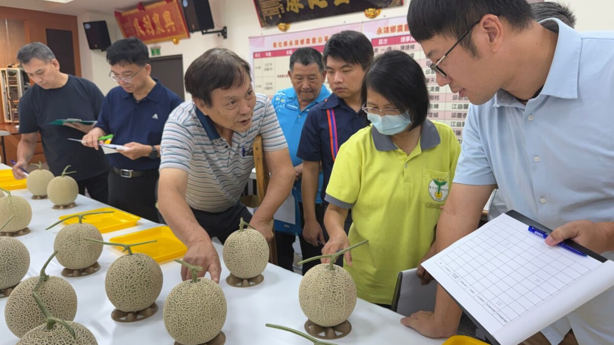 洋香瓜拚品質與香氣　彰化評鑑冠軍出爐永靖勝出