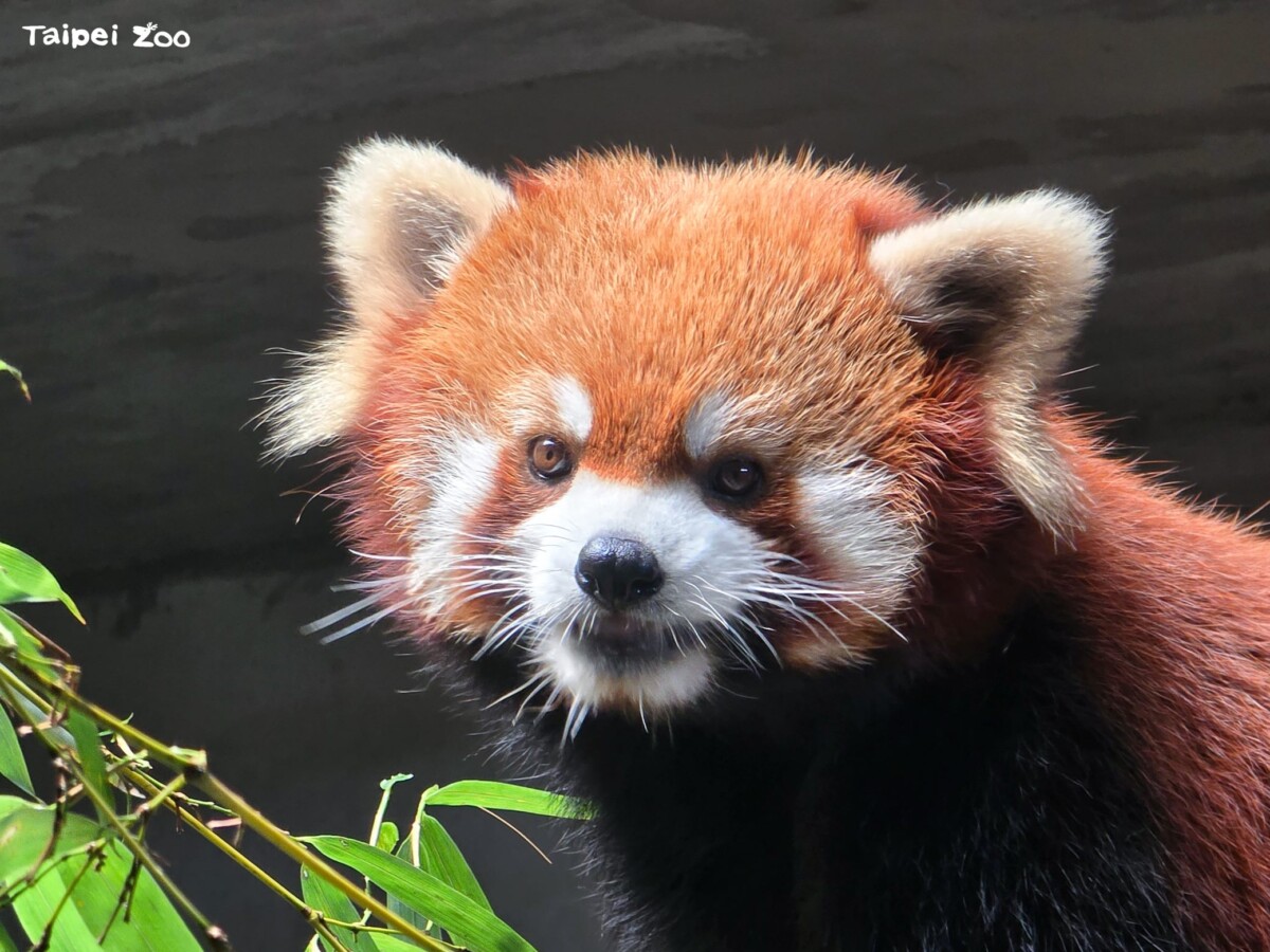 小貓熊「奇奇」跨國搬家成功　台北動物園與新加坡合作保育升級