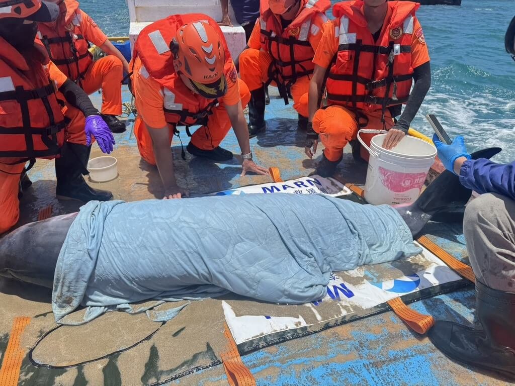 澎湖侏儒抹香鯨擱淺獲救　野放重返洄游海域