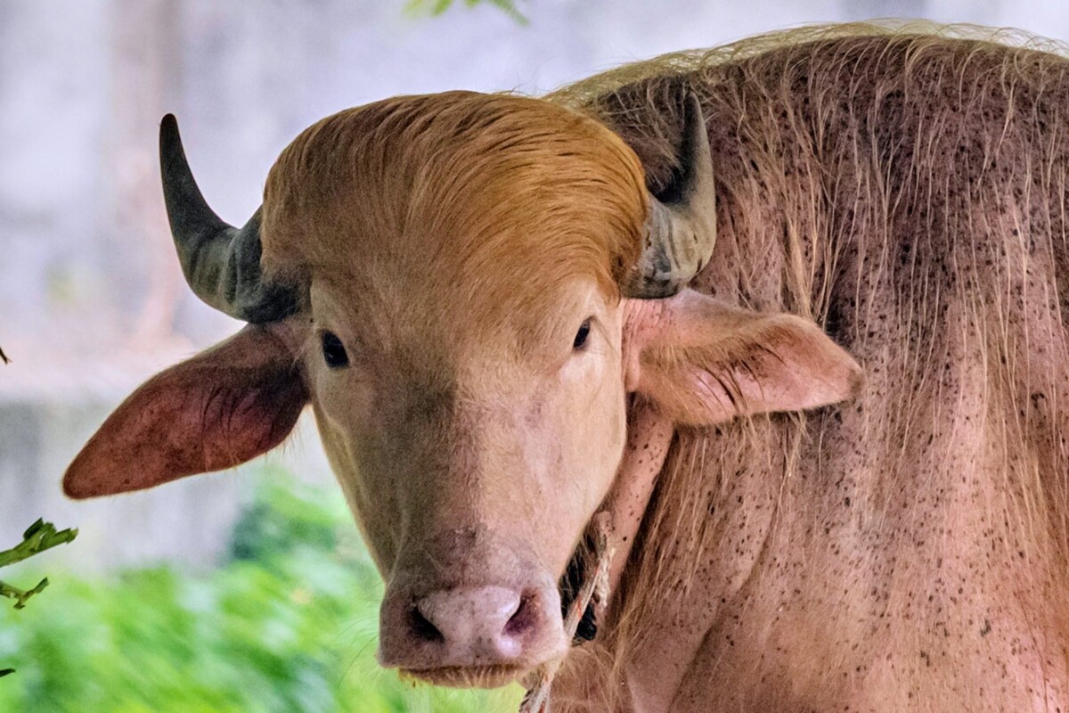 金色毛髮神似川普　孟加拉白化水牛爆紅成動物園新明星
