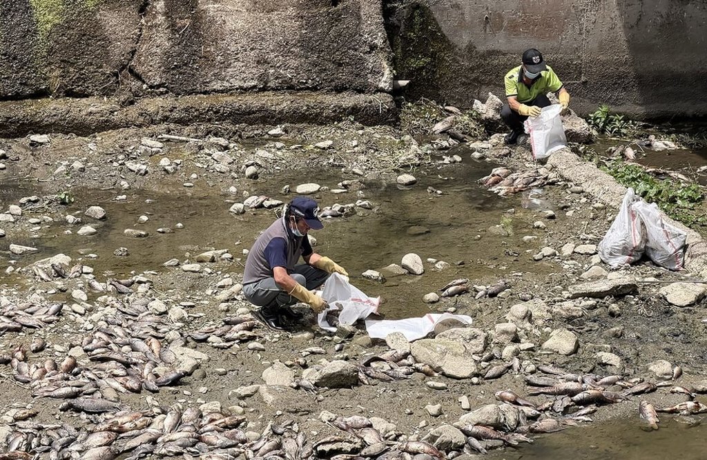 埔里民生橋下魚群大規模死亡　志工清出30袋魚屍重達1600公斤